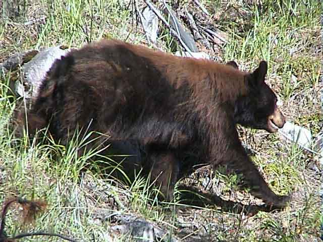 Oso Pardo - Canada 1.jpg